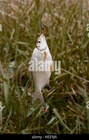 Pesce Redfin appeso sulla biella di fronte all'erba verde, vista laterale, il fuoco selettivo Foto Stock