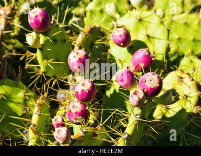 Wild-crescente ficodindia cactus con frutti rossi Foto Stock