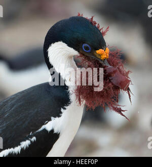 Re cormorano (Phalacrocorax atriceps) con materiale di Nesting Foto Stock