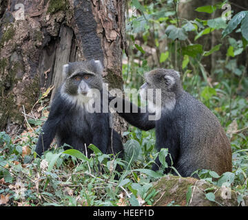 Blue Monkey o diademed monkey (Cercopithecus mitis) toelettatura Foto Stock