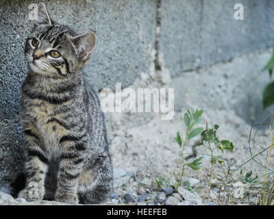 Curioso carino divertente gatto Foto Stock