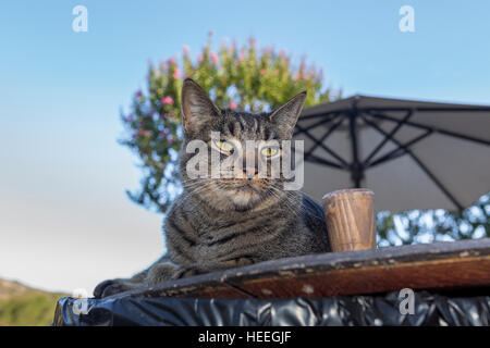 Tabby cat, Sonoma, Sonoma County, California Foto Stock