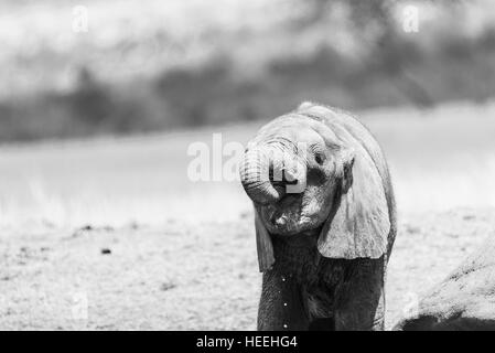 In bianco e nero girato di un bambino dell' elefante africano di bere Foto Stock