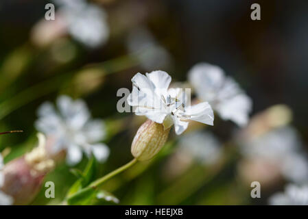 Mare Campion, Silene uniflora noto anche come Silene maritima, millefiori, Carrick, Dumfies & Galloway, Scozia Foto Stock