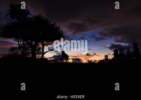 Silhouette albero giraffa e città sul tramonto realizzato con effetto Foto Stock