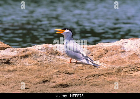 Fiume Tern, Sterna aurantia, a Rangantittu santuario degli uccelli, Mysore in India del Sud Foto Stock