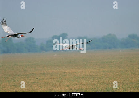 Sarus gru Grus antigone in volo Foto Stock