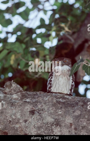 Acciuffato assiolo, Otus bakkamoena. Foto Stock