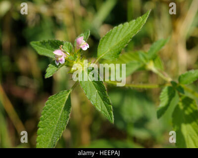 La canapa comune di ortica, Galeopsis tetrahit Foto Stock