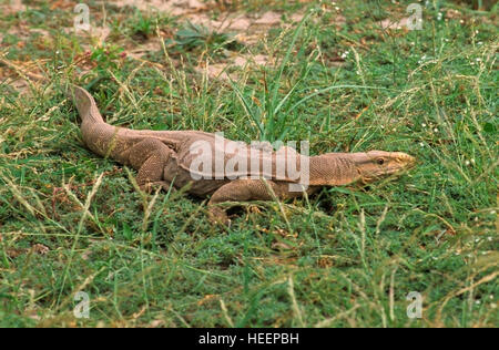 Monitor del Bengala, Varanus bengalensis, crogiolarsi al sole nel Rajasthan. Foto Stock