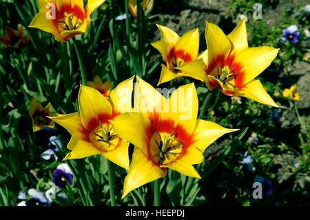 Tulipani Yellow-Red close-up shot con piccoli fiori viola in background. Foto Stock