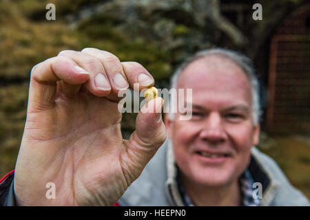 Scotgold chief executive Richard Grey con un pezzo di oro estratte a risorse Scotgold Cononish miniera vicino a Tyndrum, Scozia Foto Stock