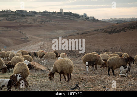 Le pecore sono ammassati in Amman, Giordania. Foto Stock