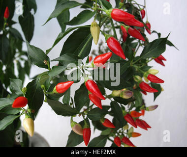 Impianto di peperoncino rosso peperoncini e altri di vari gradi di maturazione Foto Stock