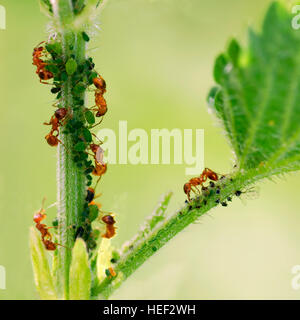 Macro di formiche e afidi su foglia di ortica Foto Stock