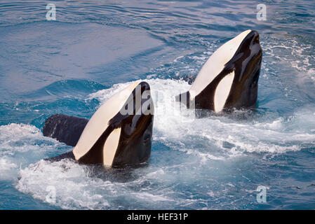 Due balene killer (Orcinus orca) in acqua con idromassaggio Foto Stock