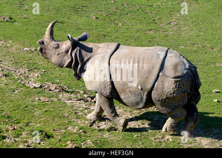 Il rinoceronte indiano (Rhinoceros unicornis) passeggiate sull'erba visto dal profilo Foto Stock