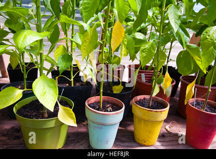 Filari di piante in vaso in serra Foto Stock