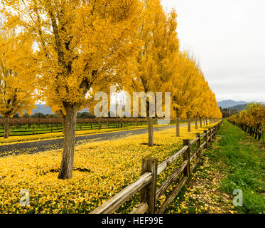 Strada alberata in autunno Foto Stock
