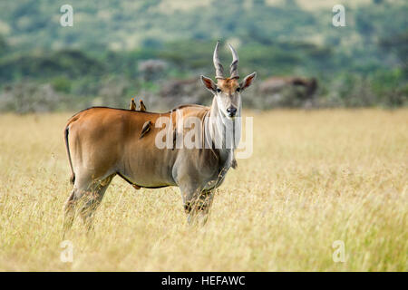 Un unico comune o meridionale eland, stando in piedi in un terreno erboso aperto ancora e guardando Mara Naboisho conservancy Africa Kenya Foto Stock