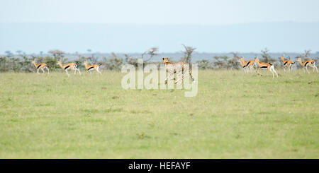 Un ghepardo a collare femmina adulta la caccia su un terreno erboso aperto, in esecuzione dopo Thomson gazelle, Mara Naboisho Conservancy Kenya Foto Stock