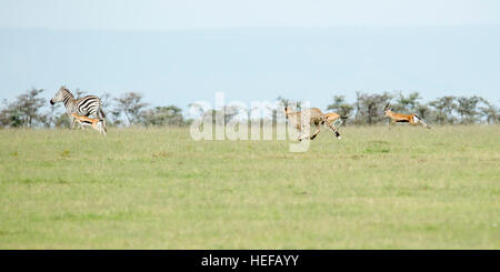 Un ghepardo a collare femmina adulta la caccia su un terreno erboso aperto, a rincorrere dopo Thomson gazelle, Mara Naboisho Conservancy Kenya Foto Stock