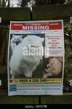 Poster per un gatto smarrito, teddington lock, prosciutto, Surrey, Inghilterra Foto Stock