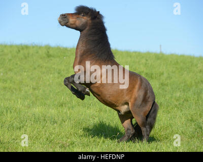Allevamento di pony Shetland nel campo Foto Stock