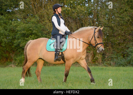Donna incinta a cavallo su un fiordo norvegese cavallo Foto Stock