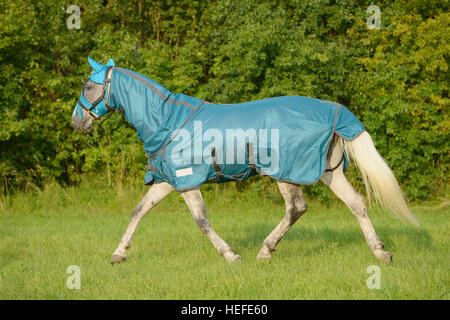 Cavallo grigio nel campo indossando una protezione completa contro le mosche Foto Stock
