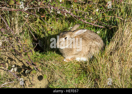 Coniglio (oryctolagus cuniculus), Adulto fuori burrow entrata. Foto Stock