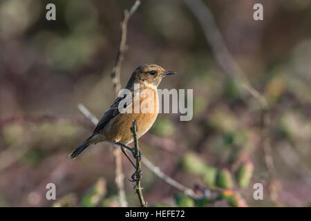 Femmina (stonechat Saxicola torquata) in inverno. Foto Stock