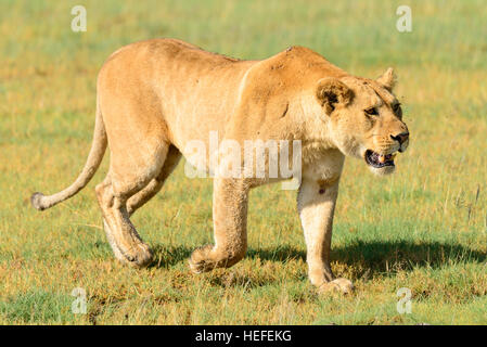 Una selvaggia donna adulto lion (Panthera leo) leonessa prowls sulla savana savana palude vicino a Ndutu, Tanzania. Foto Stock