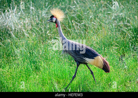 Un grigio-incoronato grigio-crowned crane camminando sulla savana savana erba vicino a Ndutu, Tanzania. Foto Stock