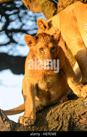La calda alba luce splende su questi due tree-climbing Lions per adulti (Panthera leo) in Ngorongoro National Park, Tanzania. Foto Stock
