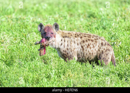 Il macchiate di sangue volto di un wild spotted hyena (Crocuta crocuta) con l'arto di un gnu nella sua bocca. Foto Stock