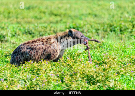Wild spotted hyena (Crocuta crocuta) chiamato anche ridere iena con il lembo di un gnu nella sua bocca. Foto Stock