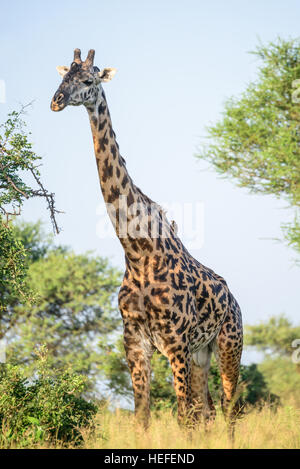 Un maschio adulto Masai giraffe (Giraffa tippelskirchi) con ossicones calva e un rigonfiamento mediano nella savana savana habitat Tanzania. Foto Stock