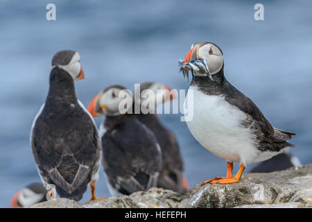 Un adulto Atlantic puffin (Fractercula arctica) con un beakful di cicerelli sabbia-anguille in piedi su una roccia vicino ad altri i puffini. Foto Stock