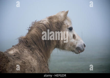 Un poco fangoso pony Foto Stock