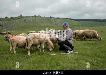 Brezovica, Serbia - 12 Maggio 2016: la mungitura di ovini in Brezovica sulla casa di montagna Foto Stock