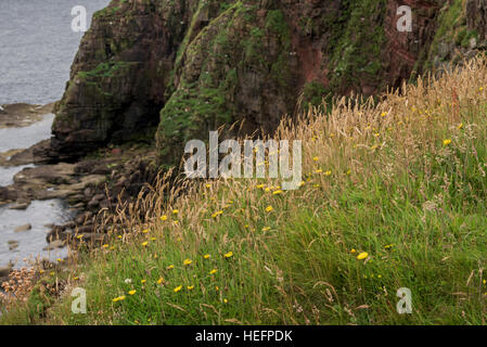 Testa Duncansby, John O' Semole, Caithness, Highlands scozzesi, Scozia Foto Stock