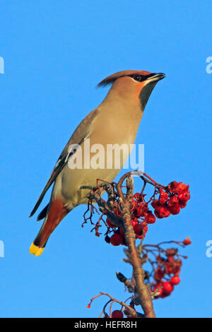 Bohemian Waxwing appollaiato sulla cima di un albero Foto Stock