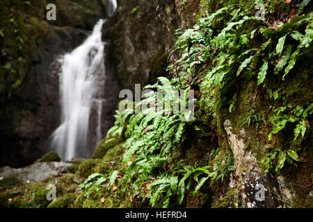 Forza Catrigg cascata a Stainforth, vicino a Settle, Yorkshire Dales Foto Stock