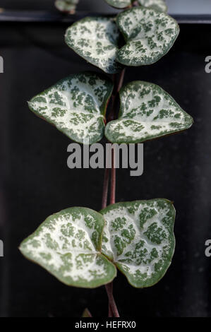 Ceropegia woodii Foto Stock