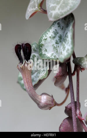 Ceropegia woodii Foto Stock