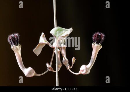 Ceropegia woodii Foto Stock