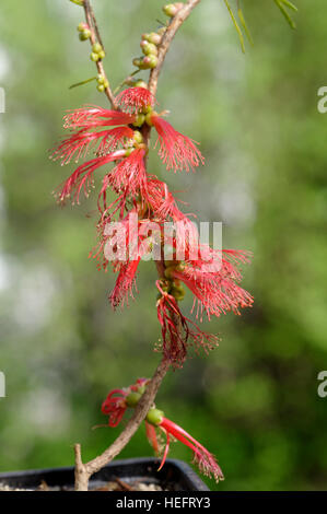 Calothamnus quadrifidus in fiore Foto Stock