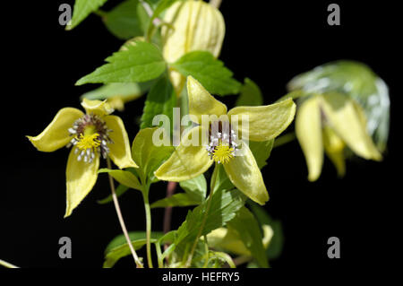 Clematis orientalis in fiore Foto Stock