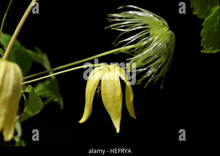 Clematis orientalis in fiore Foto Stock